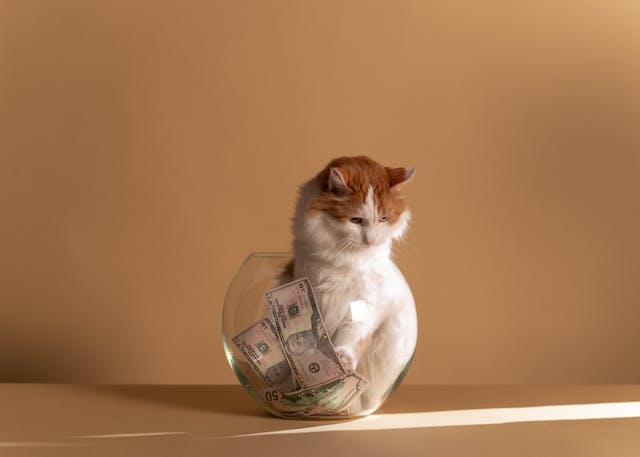Start a Blog and Make Money with cat